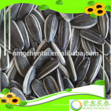 Export long striped hybrid bulk organic hybrid black sunflower seeds - favorit